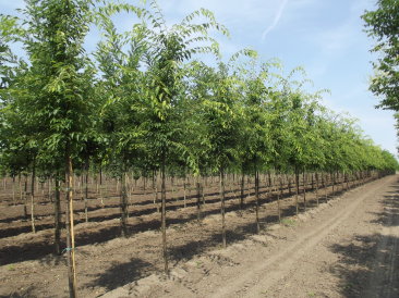 Zelkova serrata 'Green Vase'