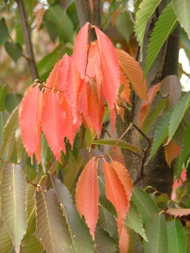 Zelkova serrata 