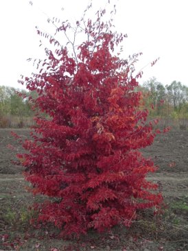 Parrotia persica 'Tűzmadár'