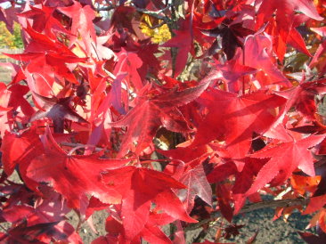 Liquidambar styraciflua