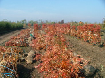 Sorbus commixta 'Tekeres'