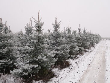 Baumschule im Winter