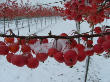 Malus baccata 'Evereste'