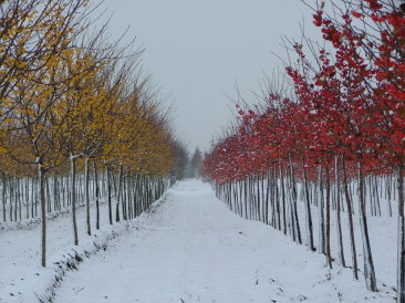 Malus 'Wintergold' und Malus baccata 'Evereste'