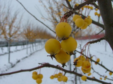 Malus 'Wintergold'