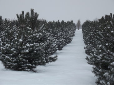 Pinus nigra