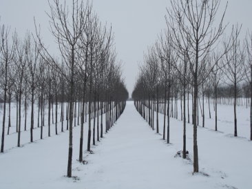 Fraxinus excelsior 'Westhof's Glorie'