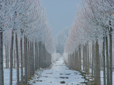 Tilia americana 'Nova'