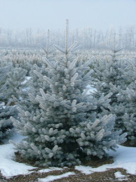 Picea pungens 'Edith'