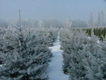 Picea pungens 'Edith'