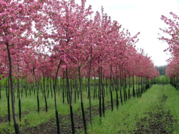 Baumschule im Frühling