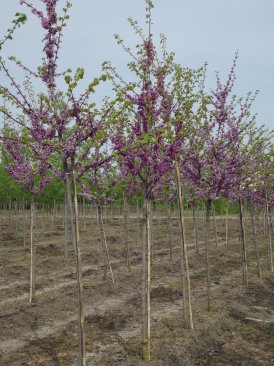 Cercis siliquastrum