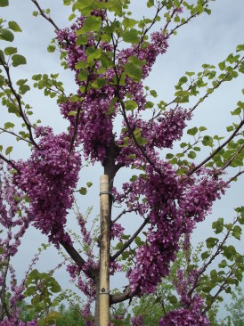 Cercis siliquastrum