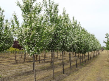 Prunus padus 'Watereri'