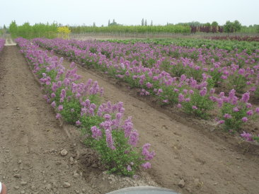 Syringa chinensis 'Saugeana' 