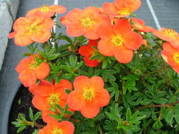 Potentilla fruticosa 'Red Ace'