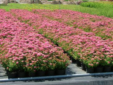 Spirea bumalda 'Anthony Waterer'