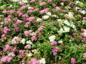 Spiraea japonica 'Shirobana'