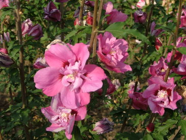 Hibiscus syriacus 'Duc de Brabant'