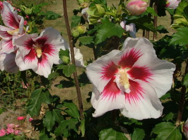 Hibiscus syriacus 'Helena'