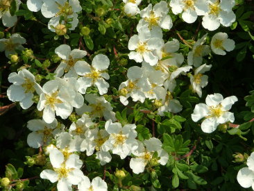 Potentilla fruticosa 'Abbotswood'