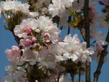 Prunus serrulata 'Amanogawa'