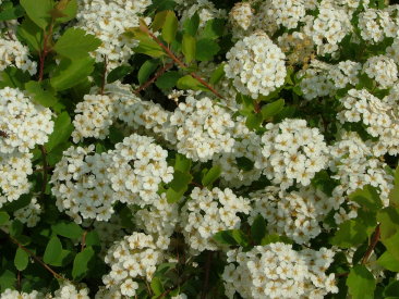 Spiraea x vanhouttei