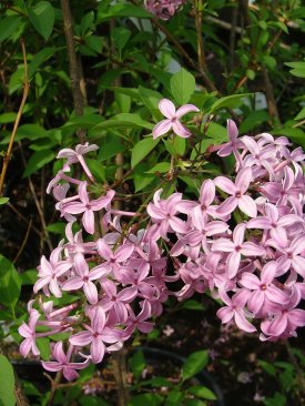 Syringa chinensis 'Saugeana' 