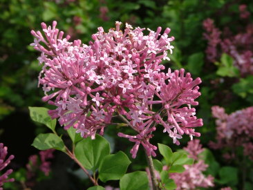 Syringa meyeri 'Palibin'