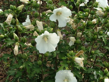 Hibiscus syriacus 'Totus Albus' 