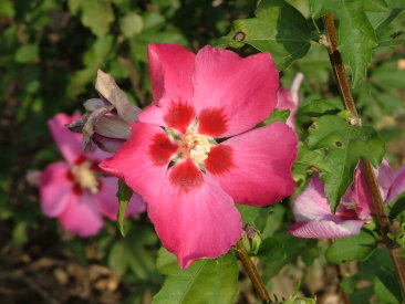 Hibiscus syriacus 'Woodbridge'