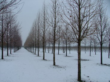 Corylus colurna 