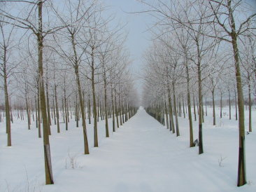 Celtis australis 