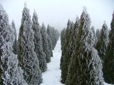 Thuja occientalis 'Smaragd'