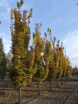 Acer platanoides 'Olmstedt'