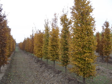 Carpinus betulus 