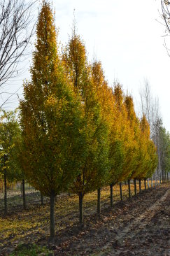 Carpinus betulus 'Fastigiata'