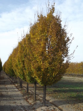 Carpinus betulus 'Frans Fontaine' 