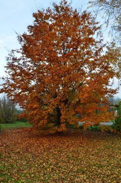 Fagus sylvatica 'Atropurpurea'