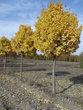 Ginkgo biloba 'Globus'