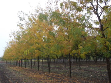 Gleditsia triacanthos 'Skyline'