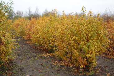 Malus sargentii 