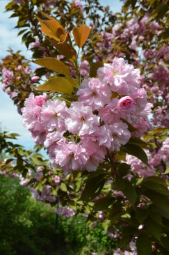 Prunus serrulata 'Kansan'