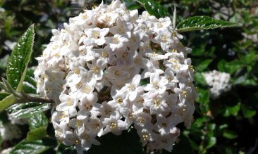 Viburnum x burkwoodii