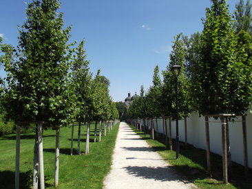 Gödöllő (Grassalkovich-kastély) - Tilia x intermedia 'Pallida'