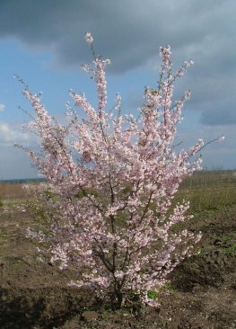 Prunus subhirtella 'Plena'