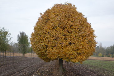 Sorbus 'Hainburg'