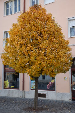 Sorbus decipientiformis  'Vállus'