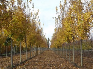 Acer platanoides 'Emerald Queen'