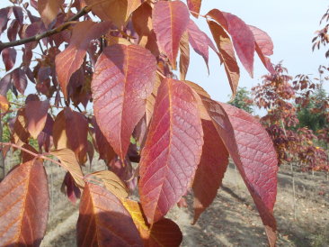 Fraxinus americana 'Autumn Purple'